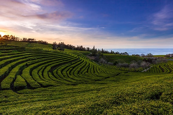 açores